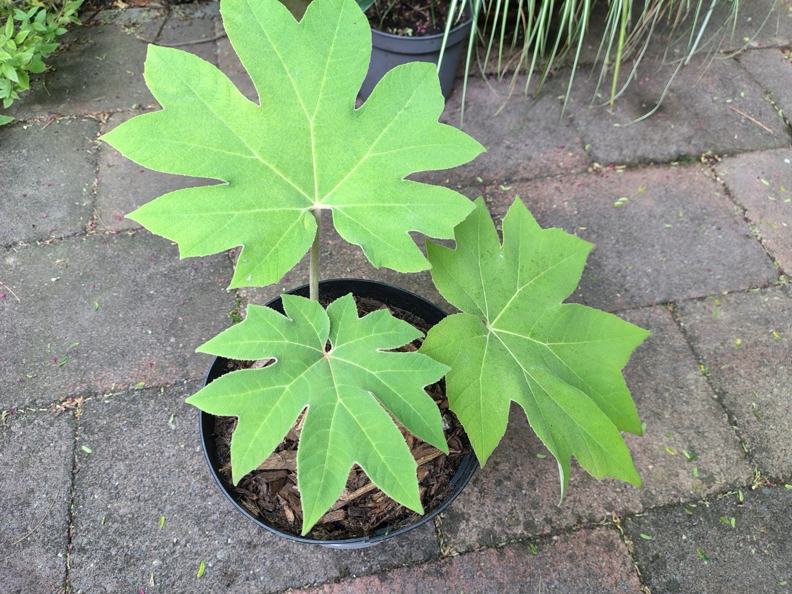Tetrapanax Papyrifer 'Rex' (rijstpapierplant), Overige soorten, Volle zon, Vaste plant, Ophalen of Verzenden
