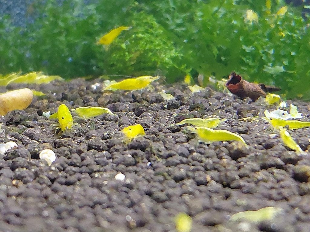 Citroen Garnalen – Neocaridina sp., Kreeft, Krab of Garnaal, Zoetwatervis