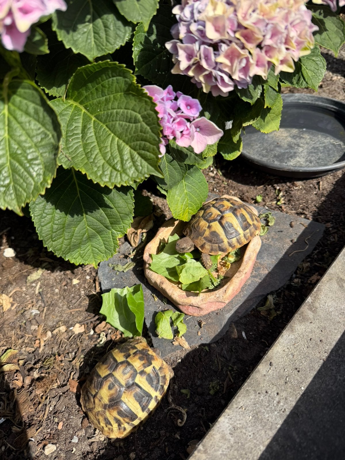 2 Griekse landschildpadjes (T hermanni boettgeri) van 2025, Schildpad, 0 tot 2 jaar