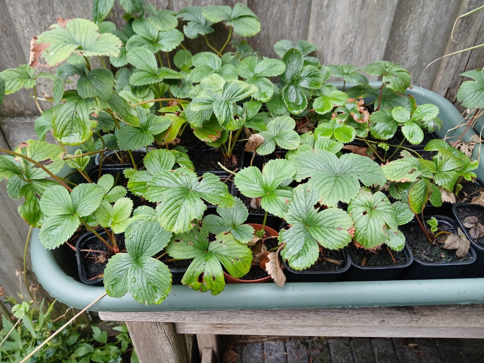 pineberry plantjes, Tuin en Terras, Planten | Tuinplanten, Ophalen, Eenjarig, Groenteplanten, Volle zon