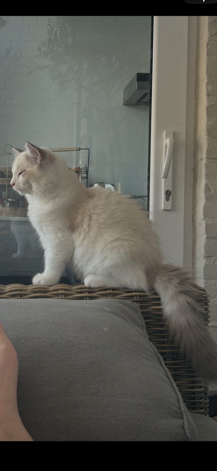 Ragdoll Blue Bi Colour kitten poesje stamboom. Fok kan ook, Dieren en Toebehoren, Katten en Kittens | Raskatten | Langhaar, Poes