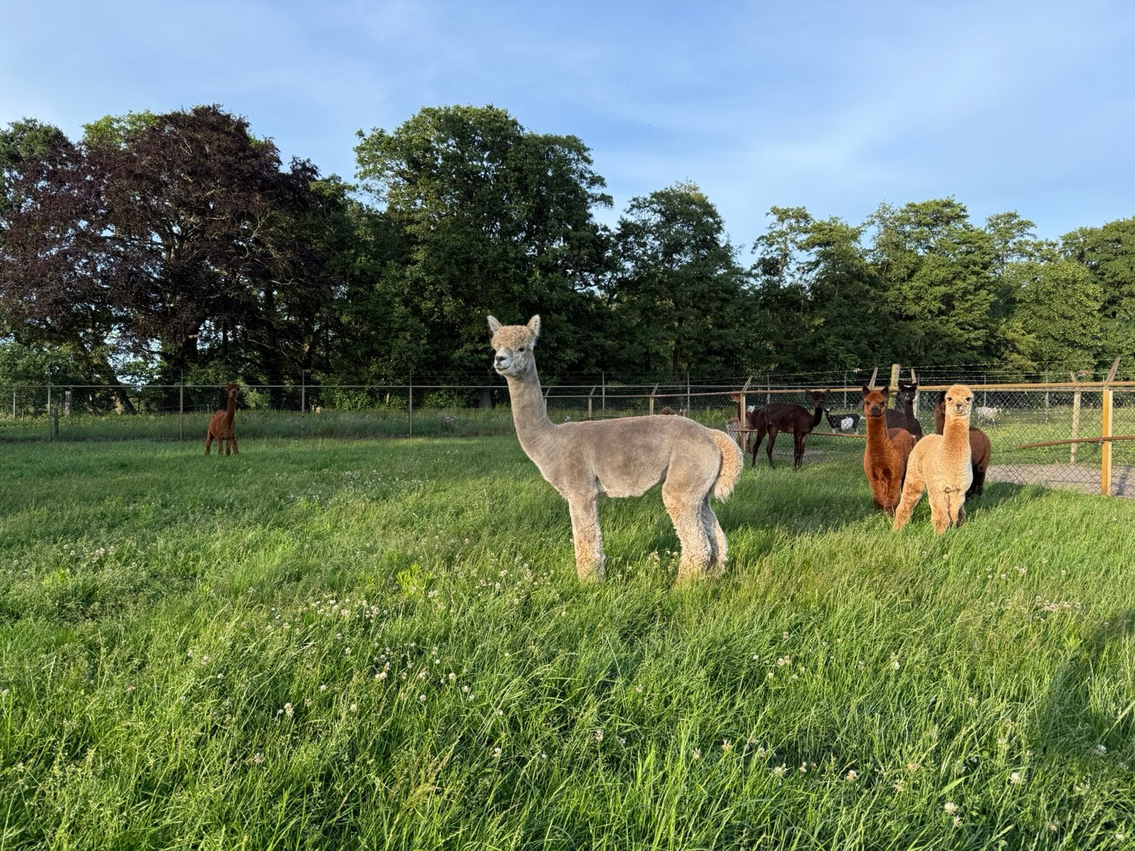 Ruil of te koop Alpaca hengst, Dieren en Toebehoren, Juni, Mannelijk