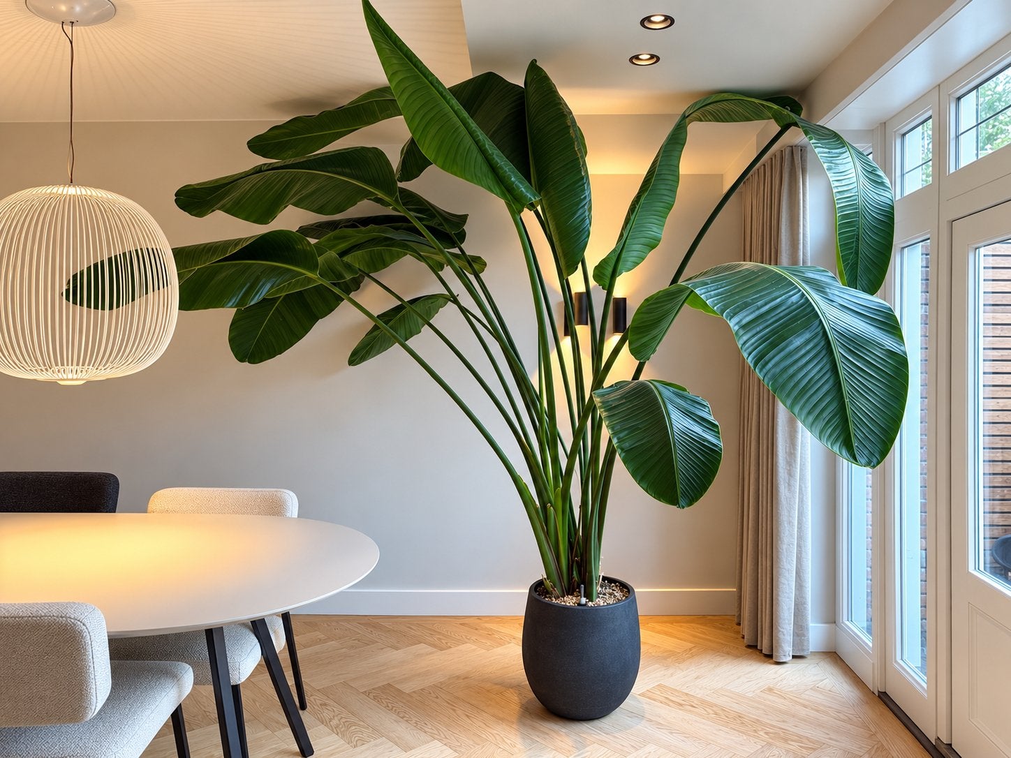 Grote Strelitzia Nicolai (3,5m) - Prachtige Kamerplant, Ophalen, 200 cm of meer, Overige soorten, In pot