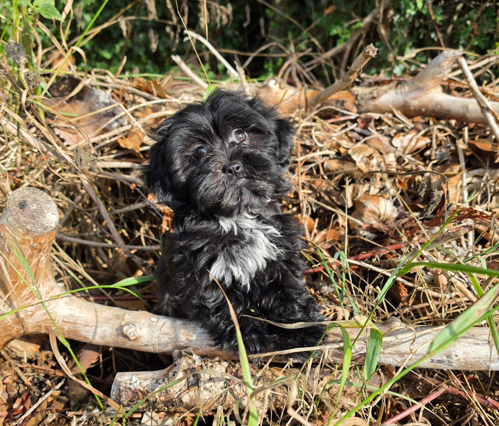 Prachtige super lieve kleine boomer pup (teefje), Parvo, Overige rassen, 8 tot 15 weken, Teef