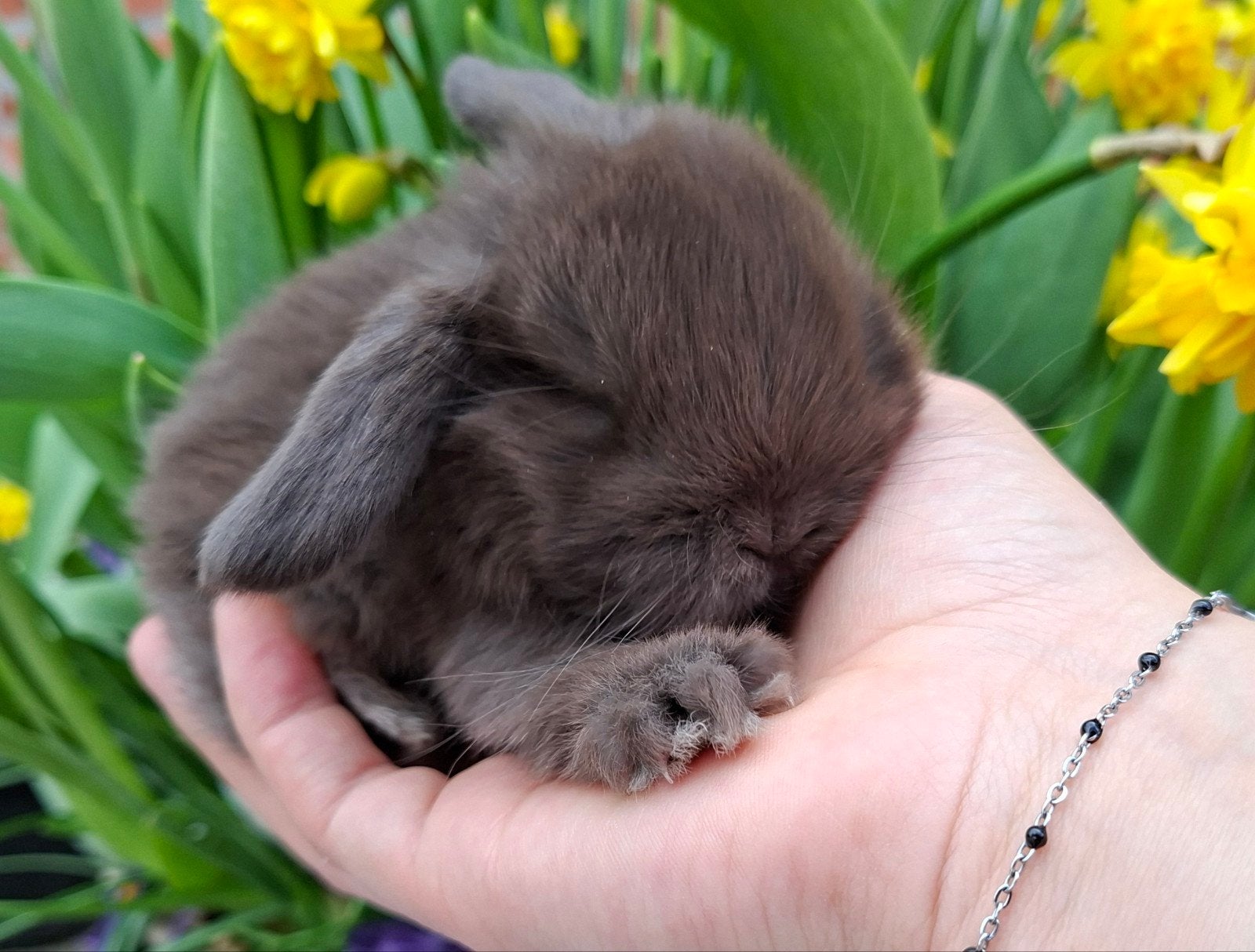 Raszuivere hangoor baby konijntjes!, Dieren en Toebehoren, Konijnen, Meerdere dieren, Dwerg, Hangoor, 0 tot 2 jaar