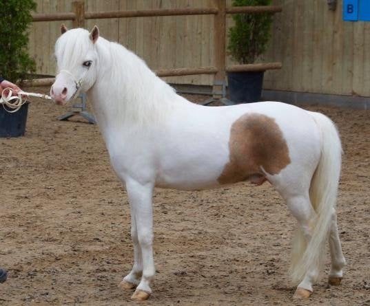 1ste  premie dekhengst  NMPRS, Dieren en Toebehoren, Hengst, A pony (tot 1.17m), 0 tot 2 jaar