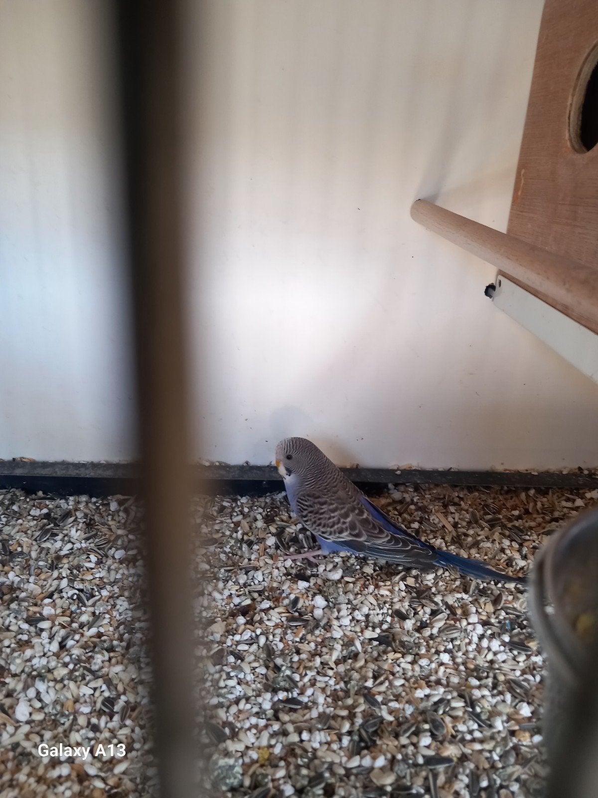 kleine grasparkieten, Meerdere dieren