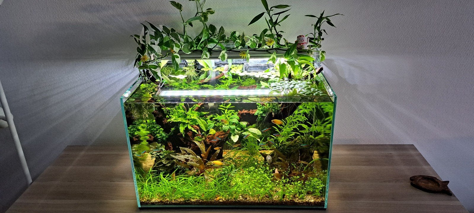 FREE Amazon frogbit floating plant, Ophalen, Nieuw, Plant(en), Steen of Hout