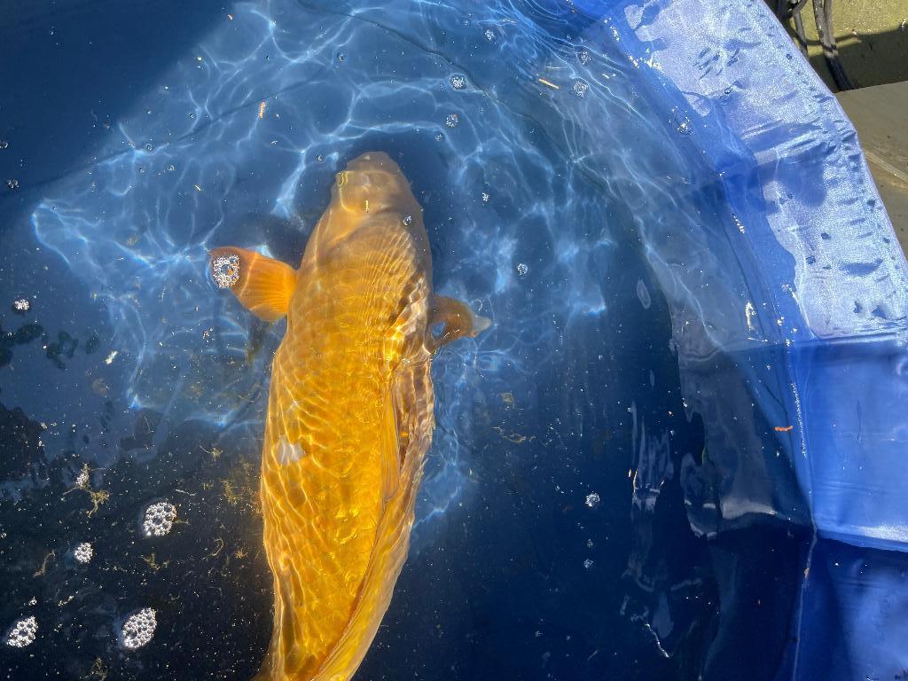 gin rin chagoi Japanse koi, Karper of Koi