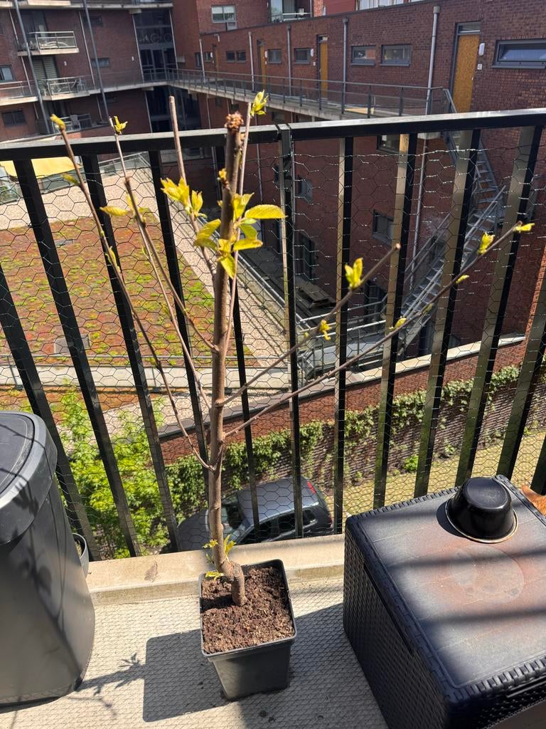 Kersenboom 'Van' in pot - Prunus Avium, Tuin en Terras, Planten | Fruitbomen, Lente, Volle zon, Kersenboom, In pot