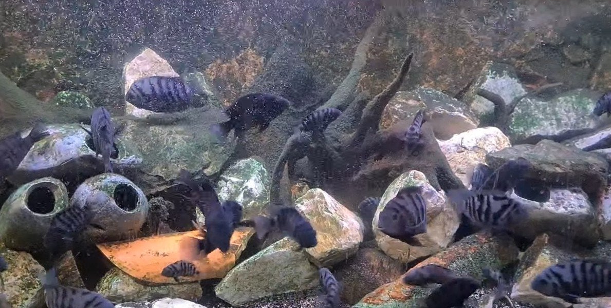 Eheim aquarium 80cm, Vis