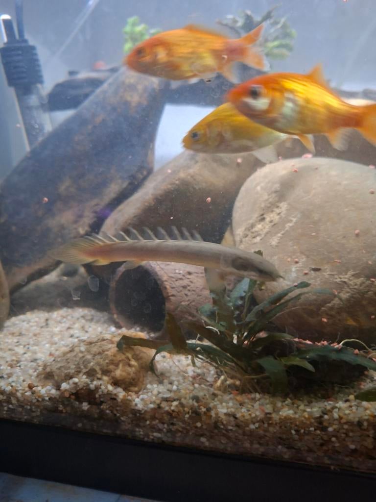 Polypterus senegalus, Dieren en Toebehoren, Vissen | Aquariumvissen, Vis