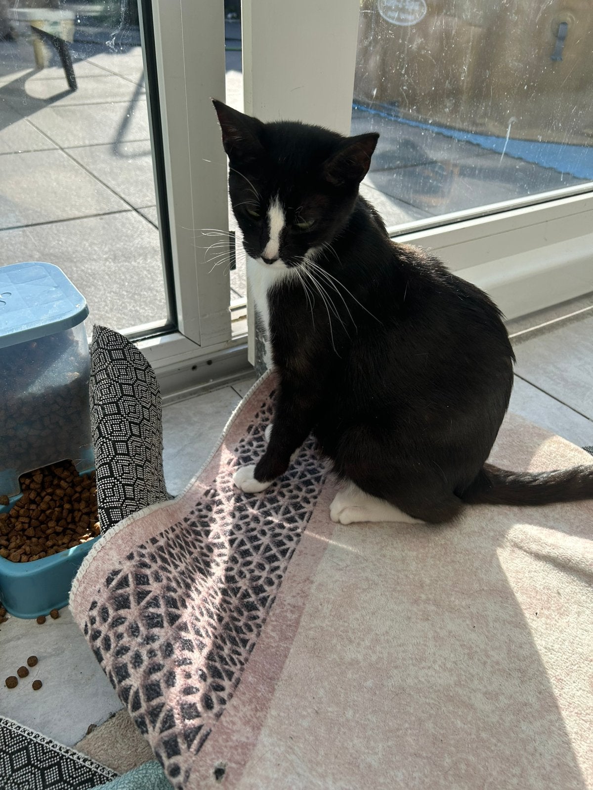 Poes, Poes