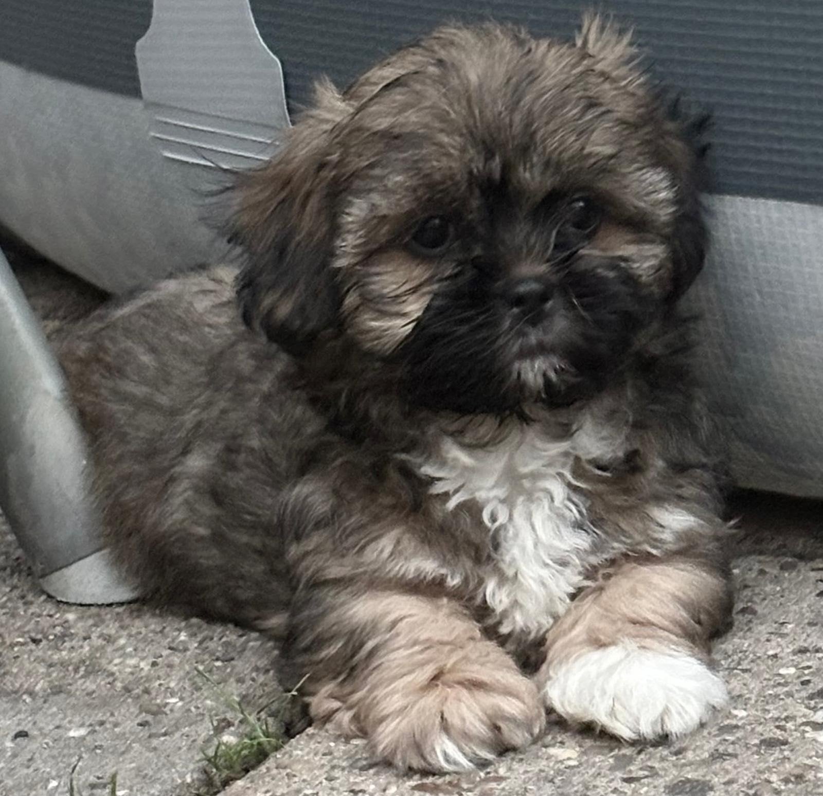 Mooie sociale speelse boomer pups, Parvo, Overige rassen, 8 tot 15 weken, Meerdere