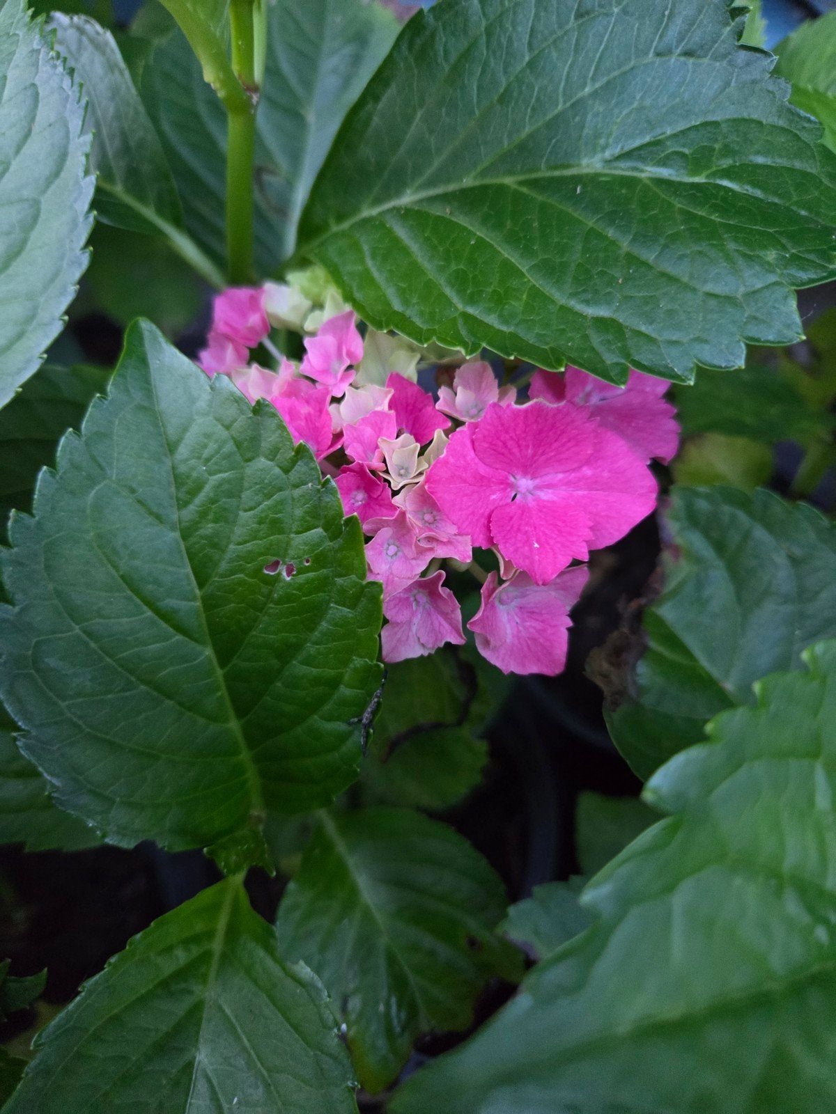 Boerenhortensia te koop, Ophalen
