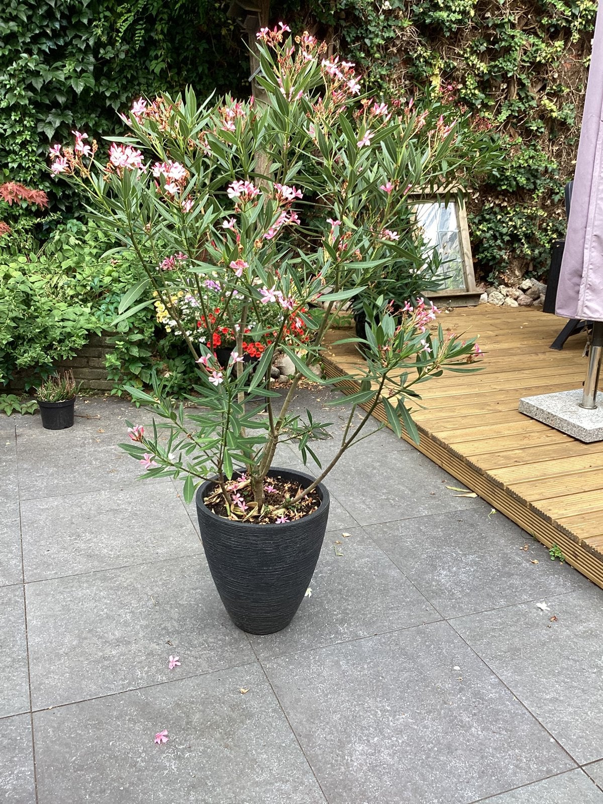 Oleander 160 cm roze, Tuin en Terras, Overige soorten, 100 tot 250 cm, Zomer, Ophalen