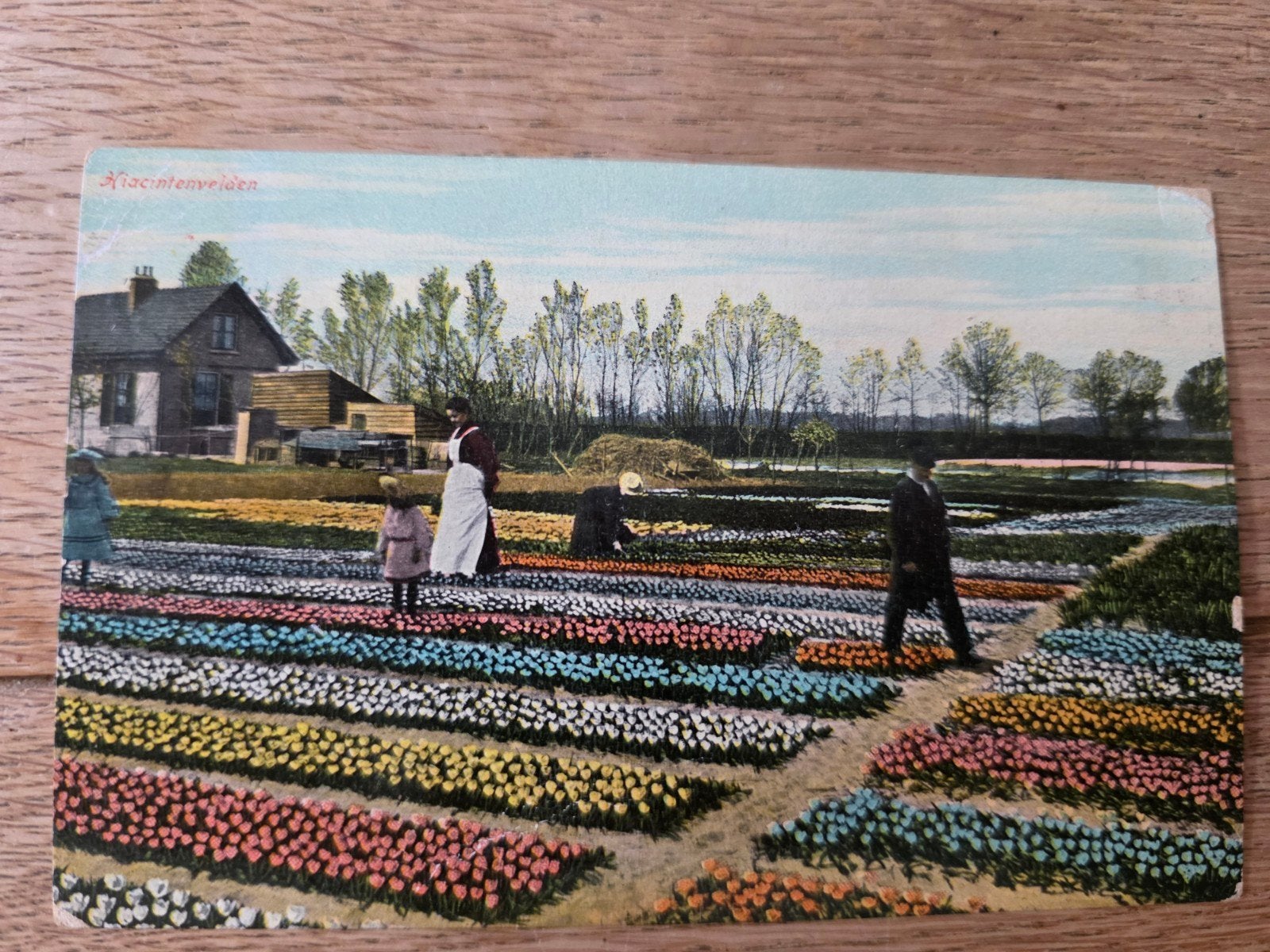 bollenvelden omgeving Haarlem, Ophalen of Verzenden