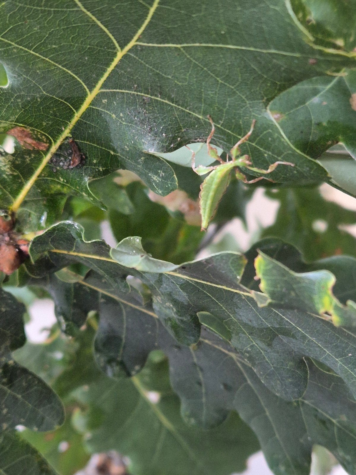 Nimfen cryptophyllium giganteum, Wandelende tak