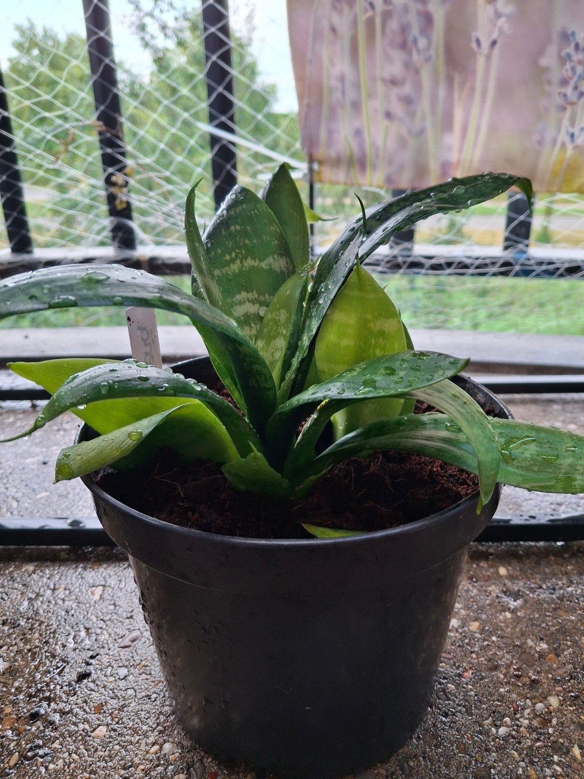 5 stekken van de sanseveria. Vol uitlopers!, Huis en Inrichting, Kamerplanten, Groene kamerplant, Ophalen, Volle zon, Minder dan 100 cm