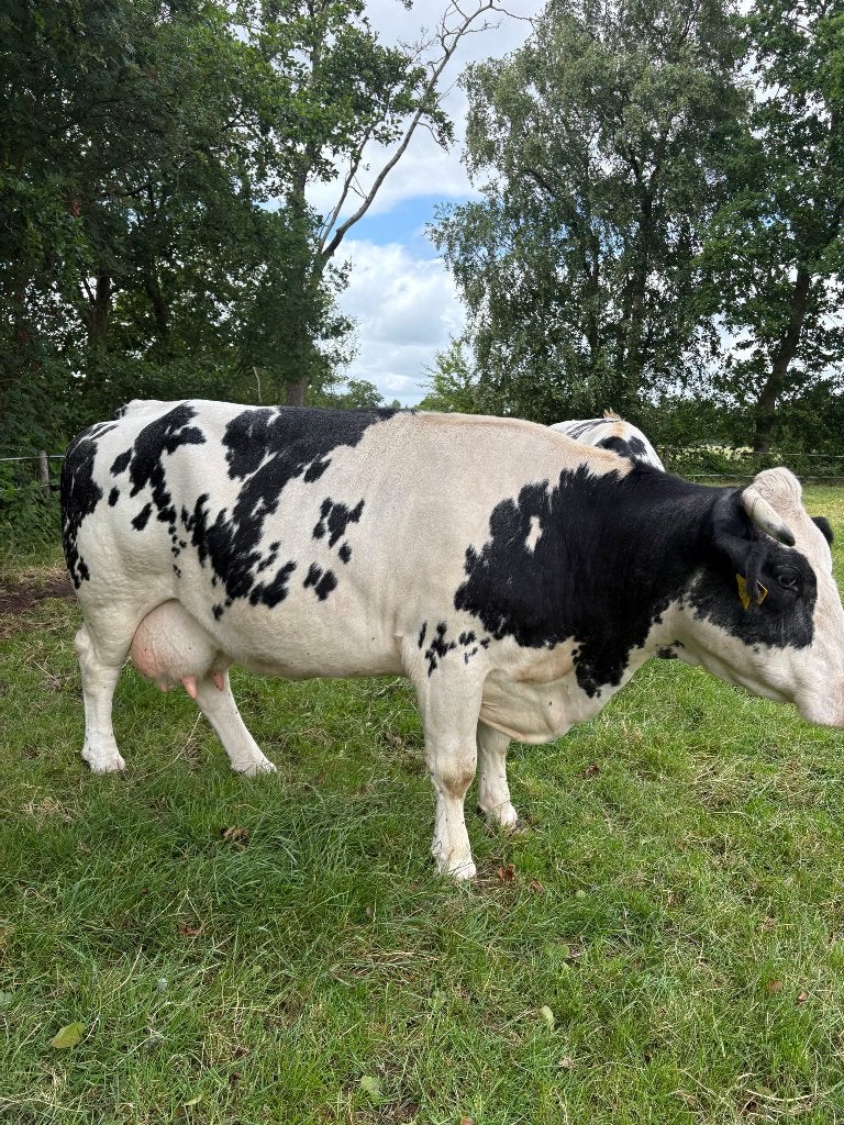 Te bb kruising koe met stierkalf, Dieren en Toebehoren, Meerdere dieren