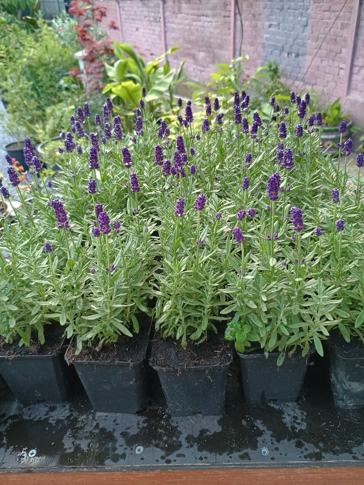 Te koop diverse lavendel planten, Ophalen, Overige soorten, Volle zon