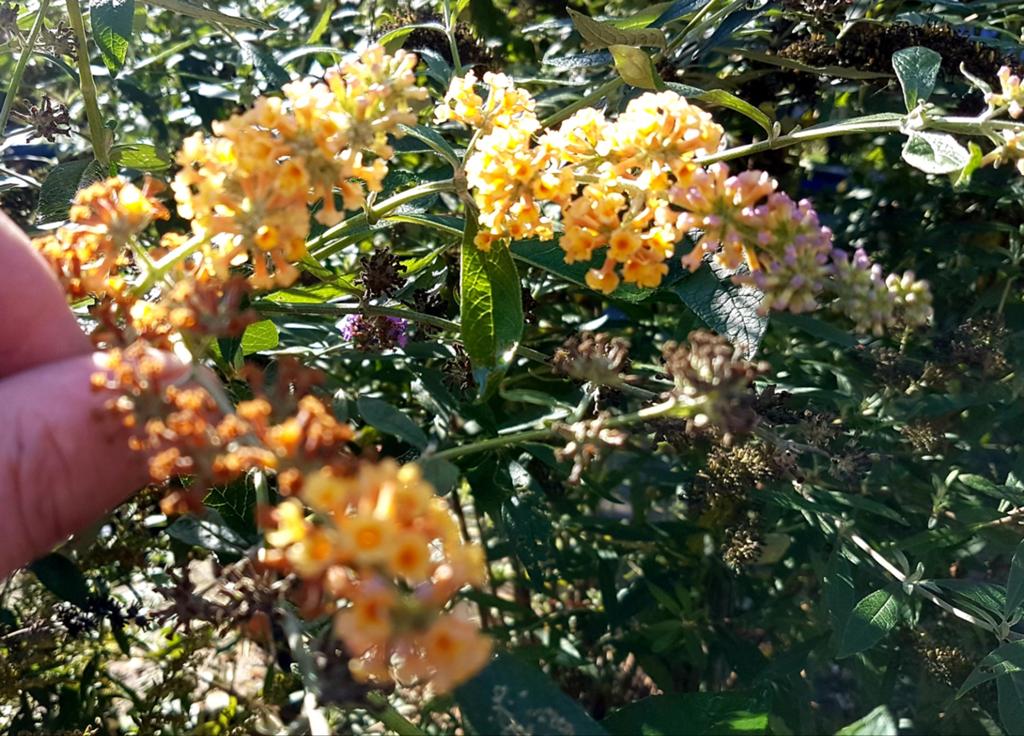 Vlinderstruik, Volle zon, Vaste plant, Zomer, Ophalen