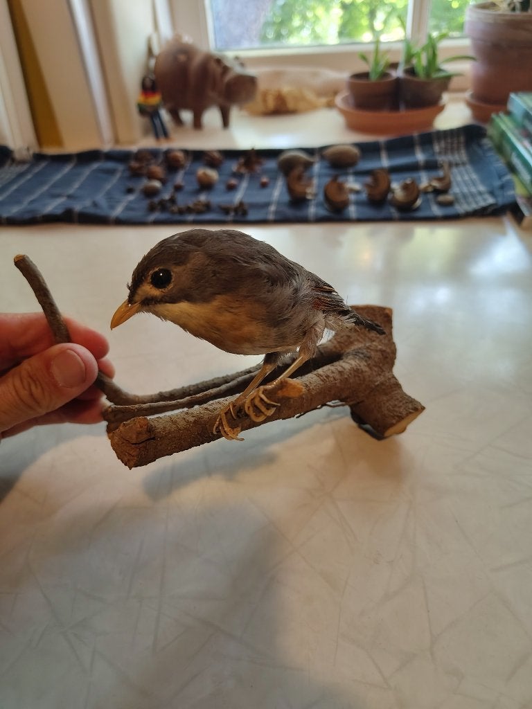 Opgezette Japanse Nachtegaal, Ophalen of Verzenden, Zo goed als nieuw, Vogel, Opgezet dier
