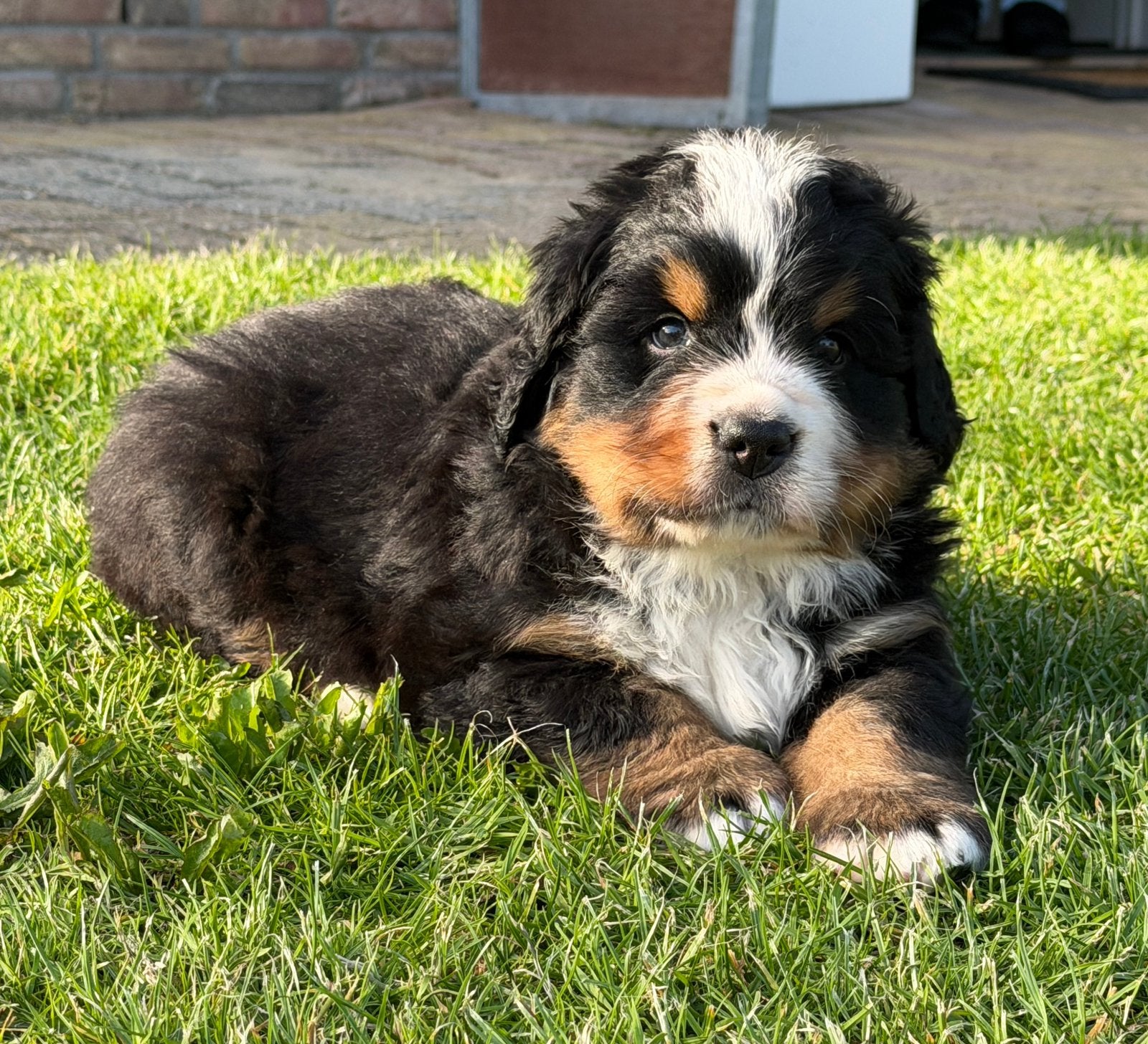 Nog één mooie  raszuivere Berner Sennen pup te koop; reutje, 8 tot 15 weken, Parvo, Meerdere, Nederland