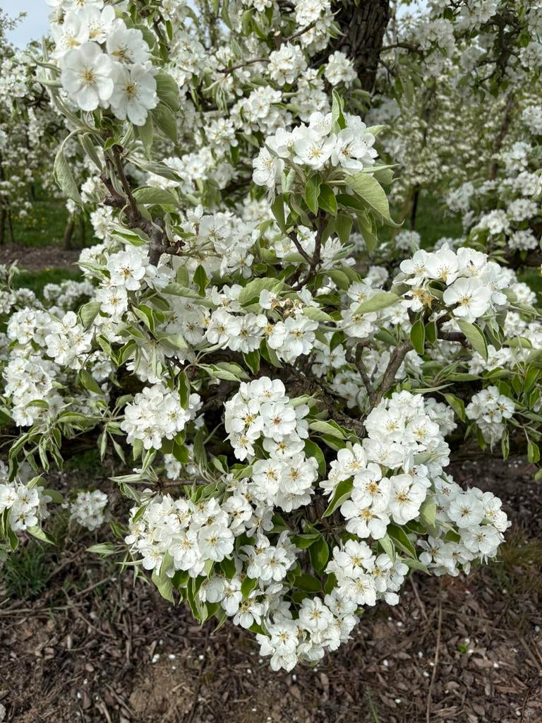 FRUITBOMEN planten tot juni, Ophalen, Lente, Overige soorten, Volle zon