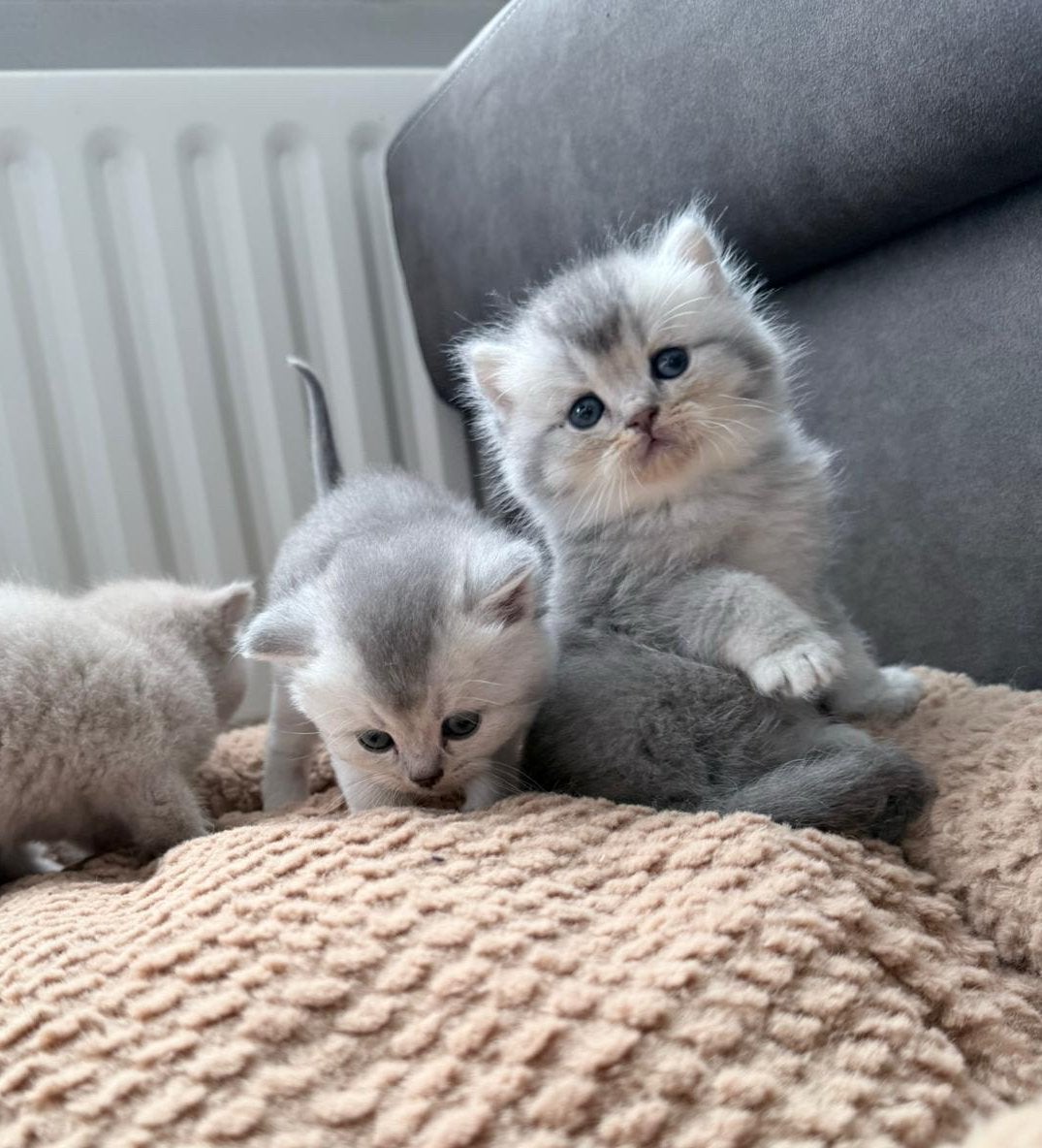 Kittens, Meerdere dieren