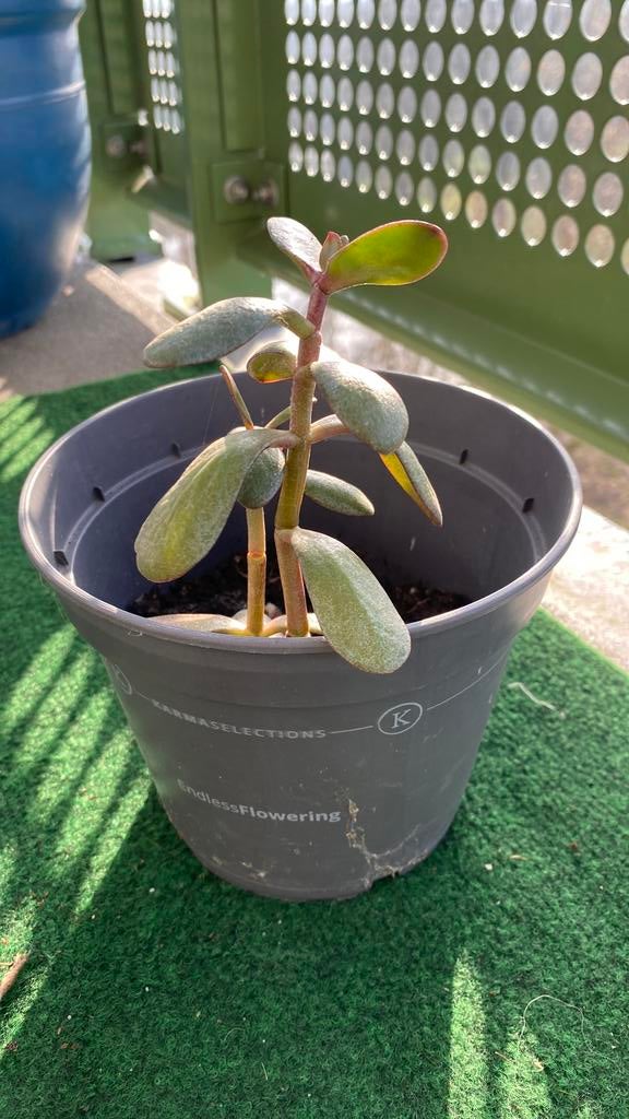 Crassula, Huis en Inrichting, Kamerplanten, Ophalen of Verzenden, Halfschaduw, Minder dan 100 cm