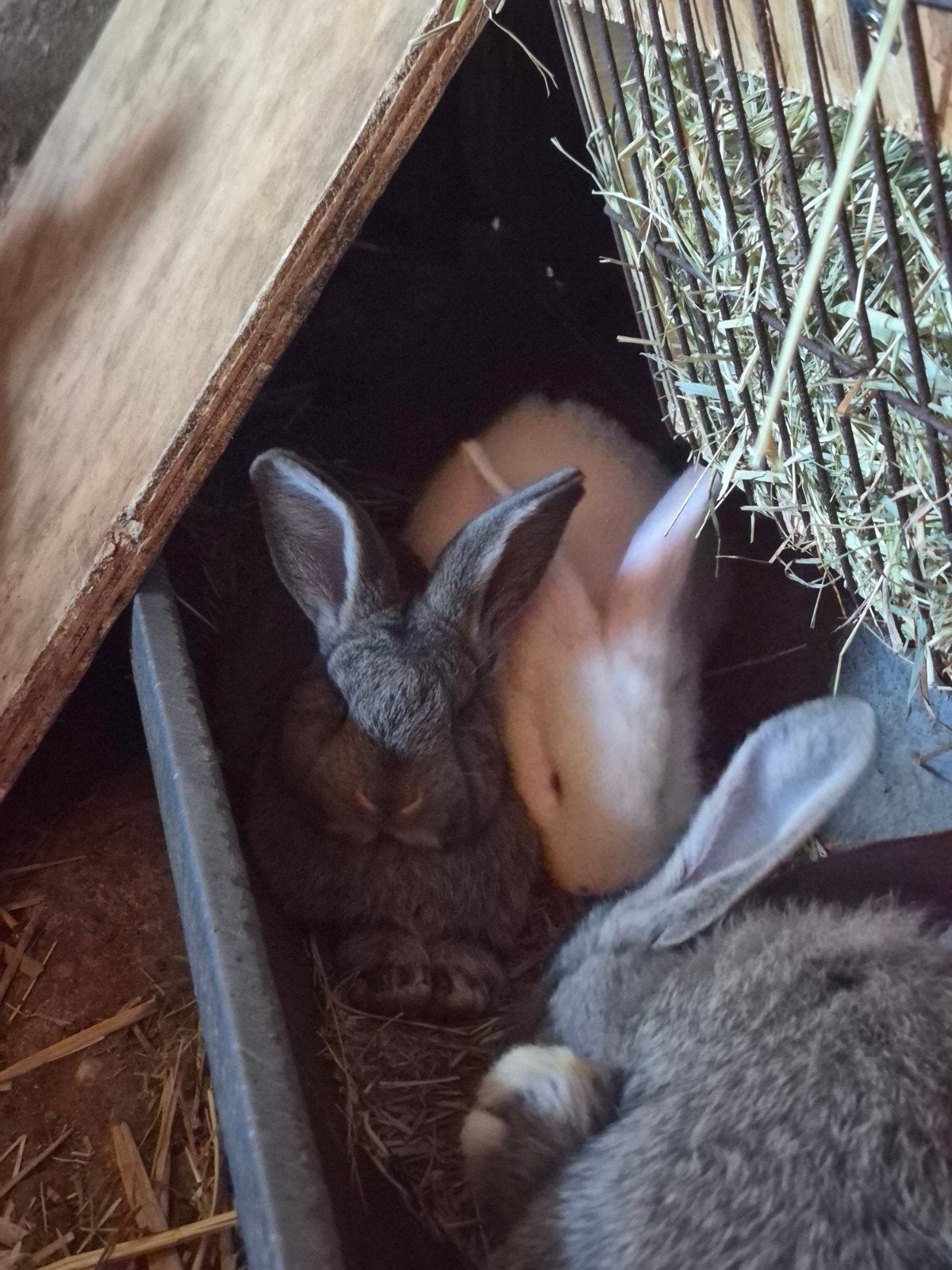 Lieve en tamme baby konijnen te koop vlaamse reus, Meerdere dieren, Groot, 0 tot 2 jaar
