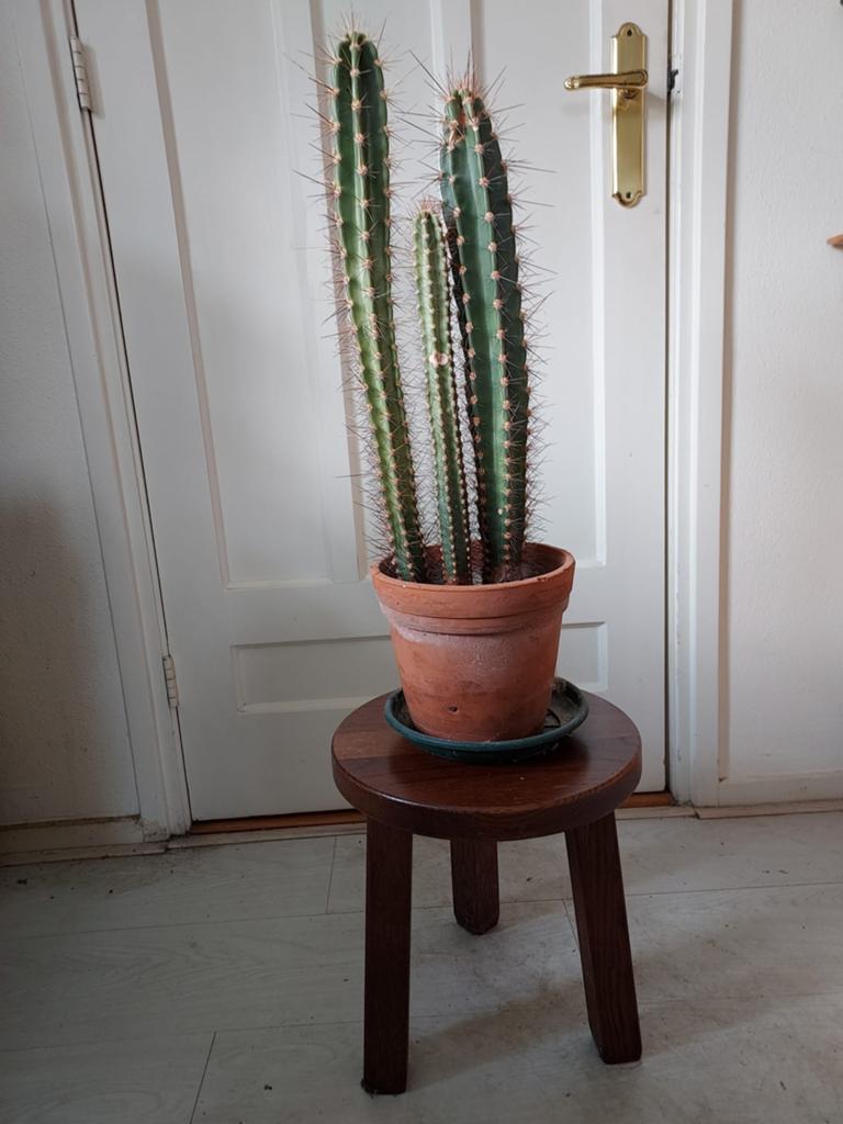 Grote cactus in pot - Ideaal voor zonnige plekken, Ophalen, Minder dan 100 cm, In pot, Cactus