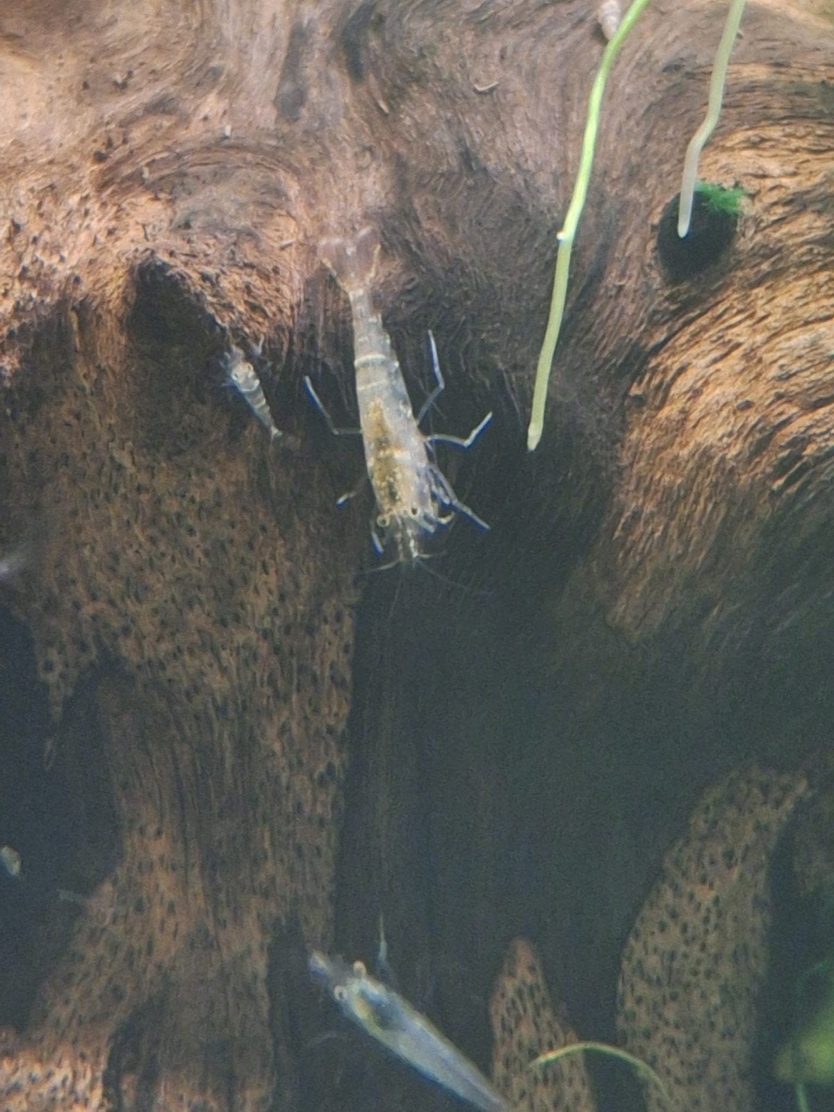 mini japonica garnalen, Kreeft, Krab of Garnaal, Zoetwatervis, Schoolvis