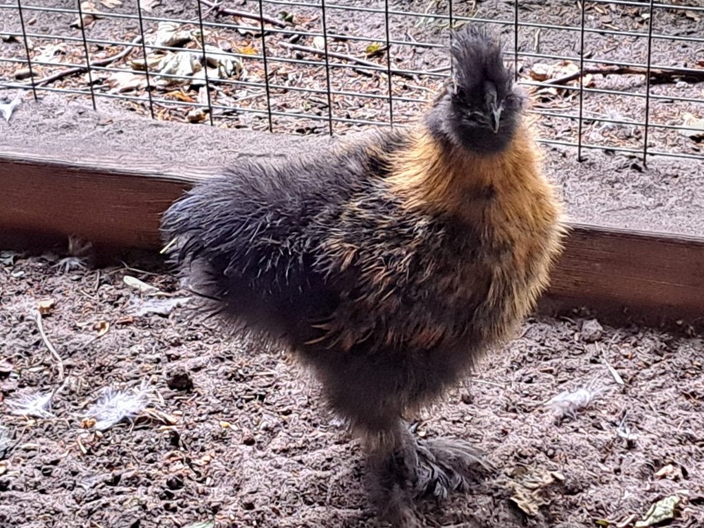 zijdehoender, Dieren en Toebehoren, Pluimvee, Mannelijk, Kip