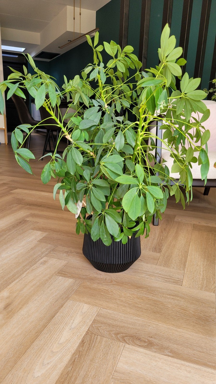 Schefflera Arboricola - Grote Kamerplant inclusief pot, Ophalen, Overige soorten, Volle zon