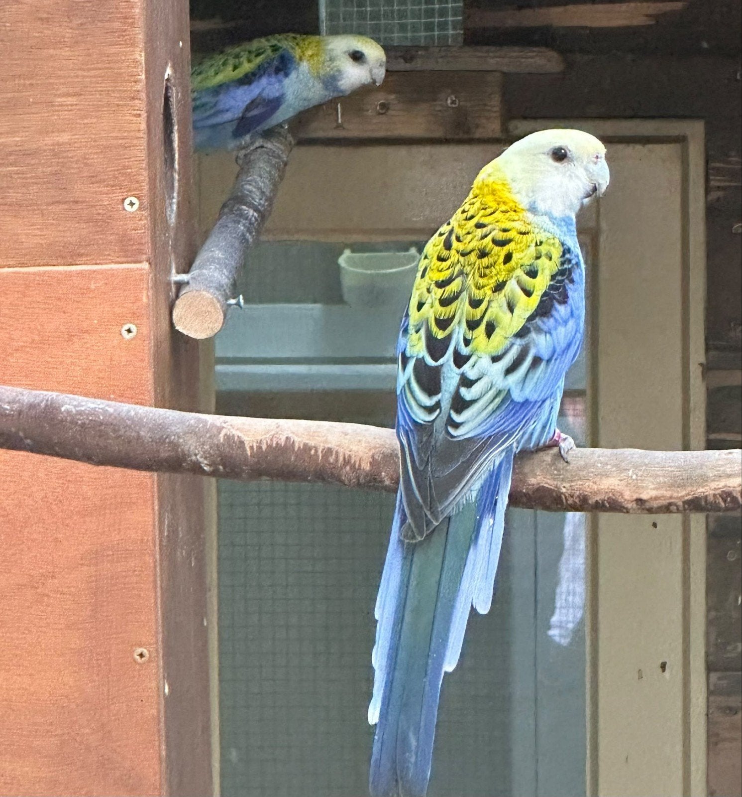 Bleekkop rosella pop, Dieren en Toebehoren, Meerdere dieren, Papegaai