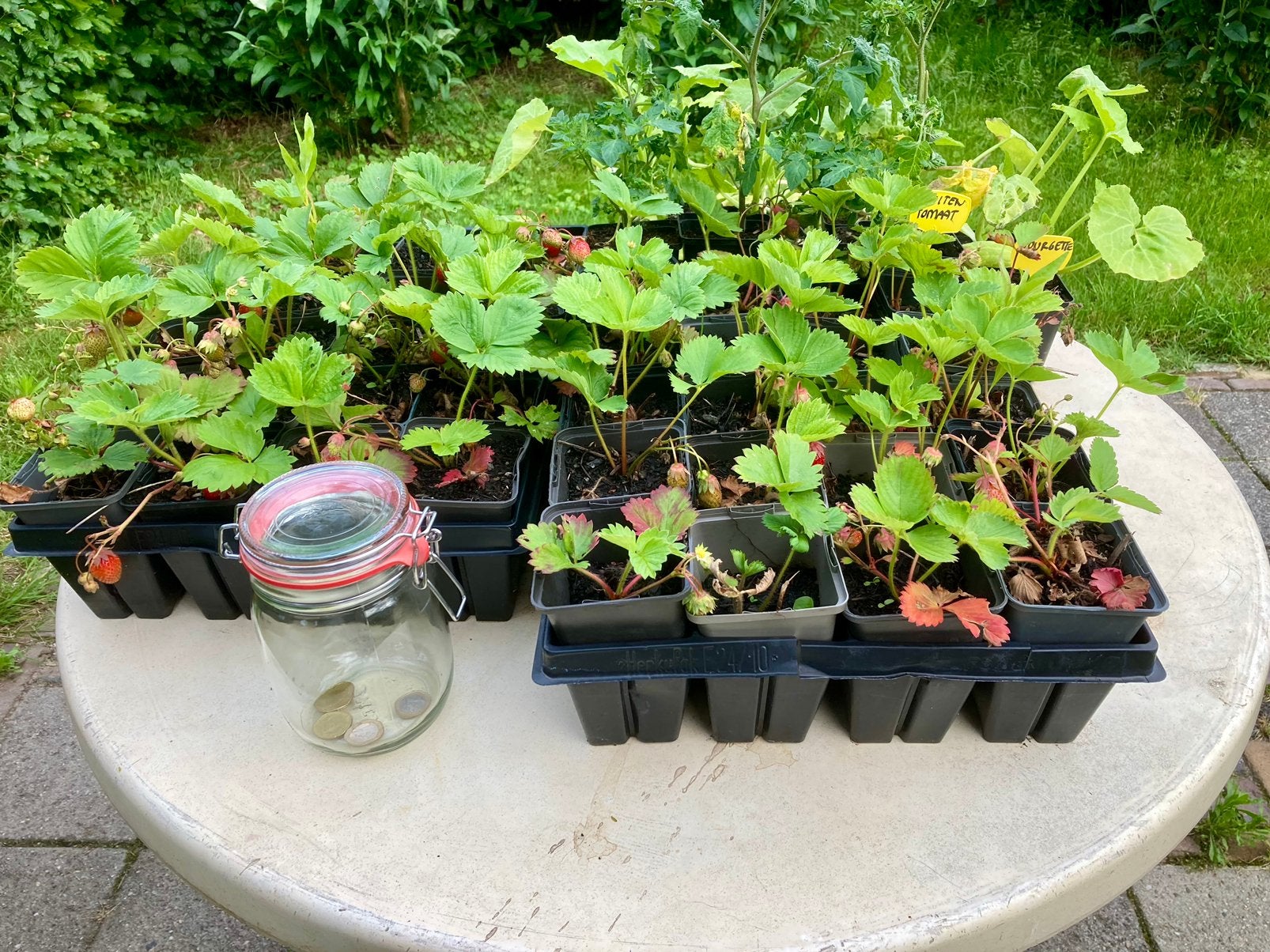 Aardbeienplanten te koop vanuit het voedselbos, Ophalen, Volle zon, Zomer, Groenteplanten