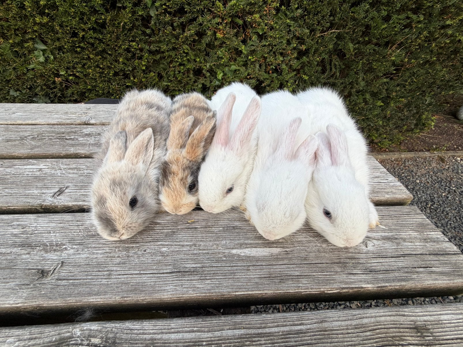 Konijntjes Te Koop, Meerdere dieren, Dwerg