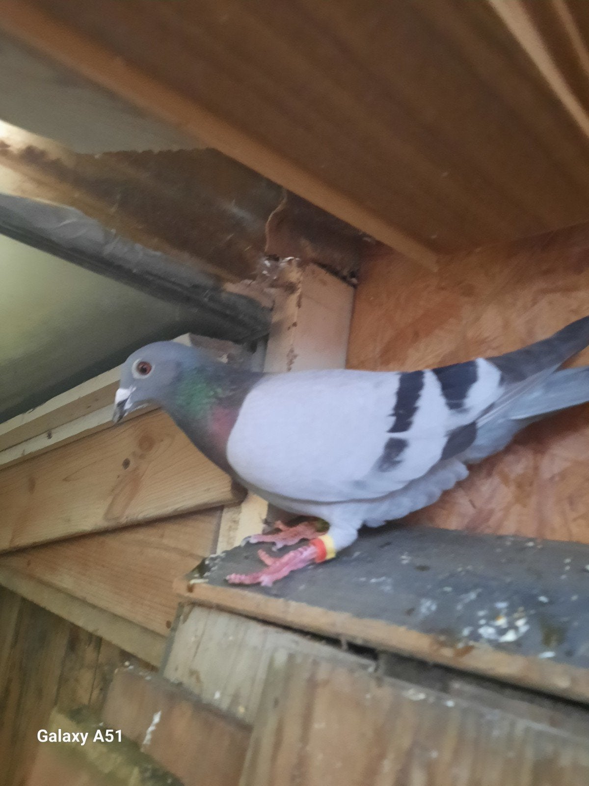 Te koop prachtige kweekdoffer, Dieren en Toebehoren, Vogels | Duiven, Mannelijk, Postduif
