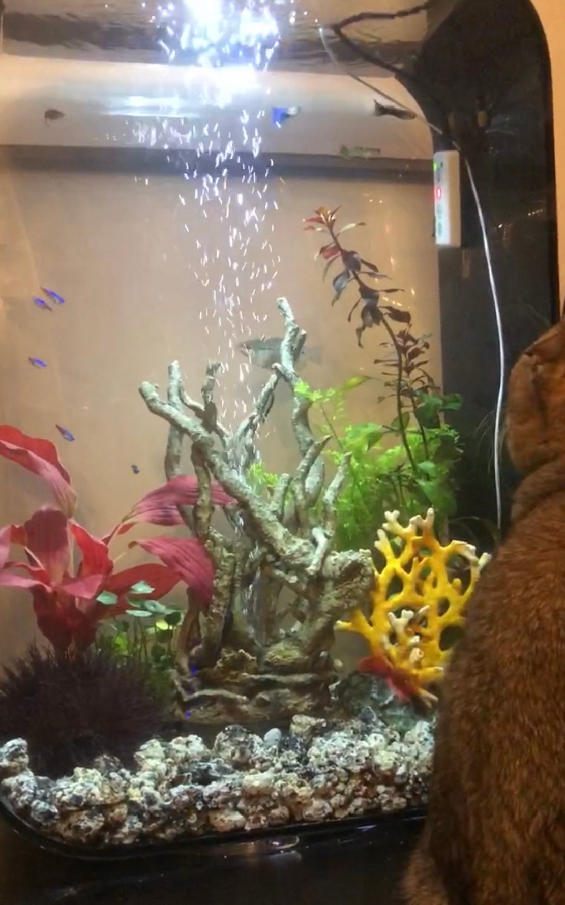 biOrb LIFE 60 Premium aquarium compleet | Veel extra’s, Dieren en Toebehoren, Vissen | Aquaria en Toebehoren, Ophalen, Gebruikt