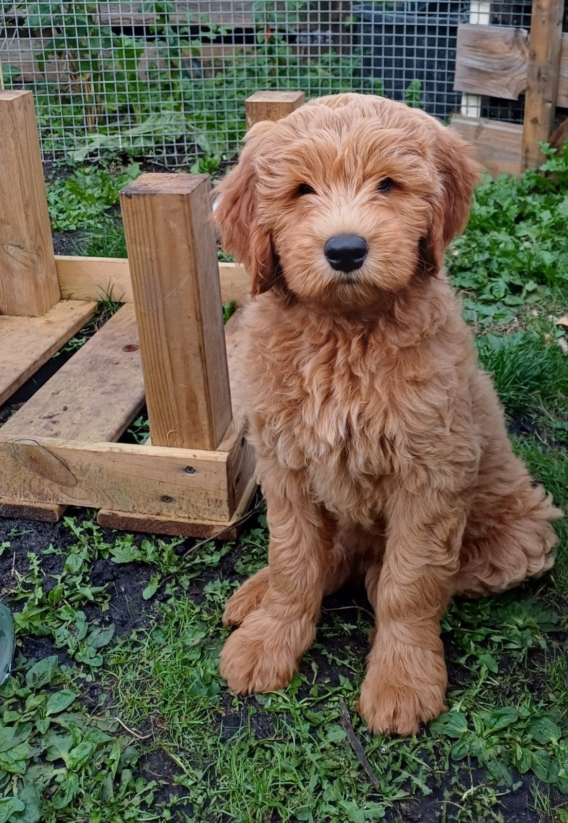Lieve zindelijke medium Labradoodles, Overige rassen, 8 tot 15 weken, Parvo, Meerdere