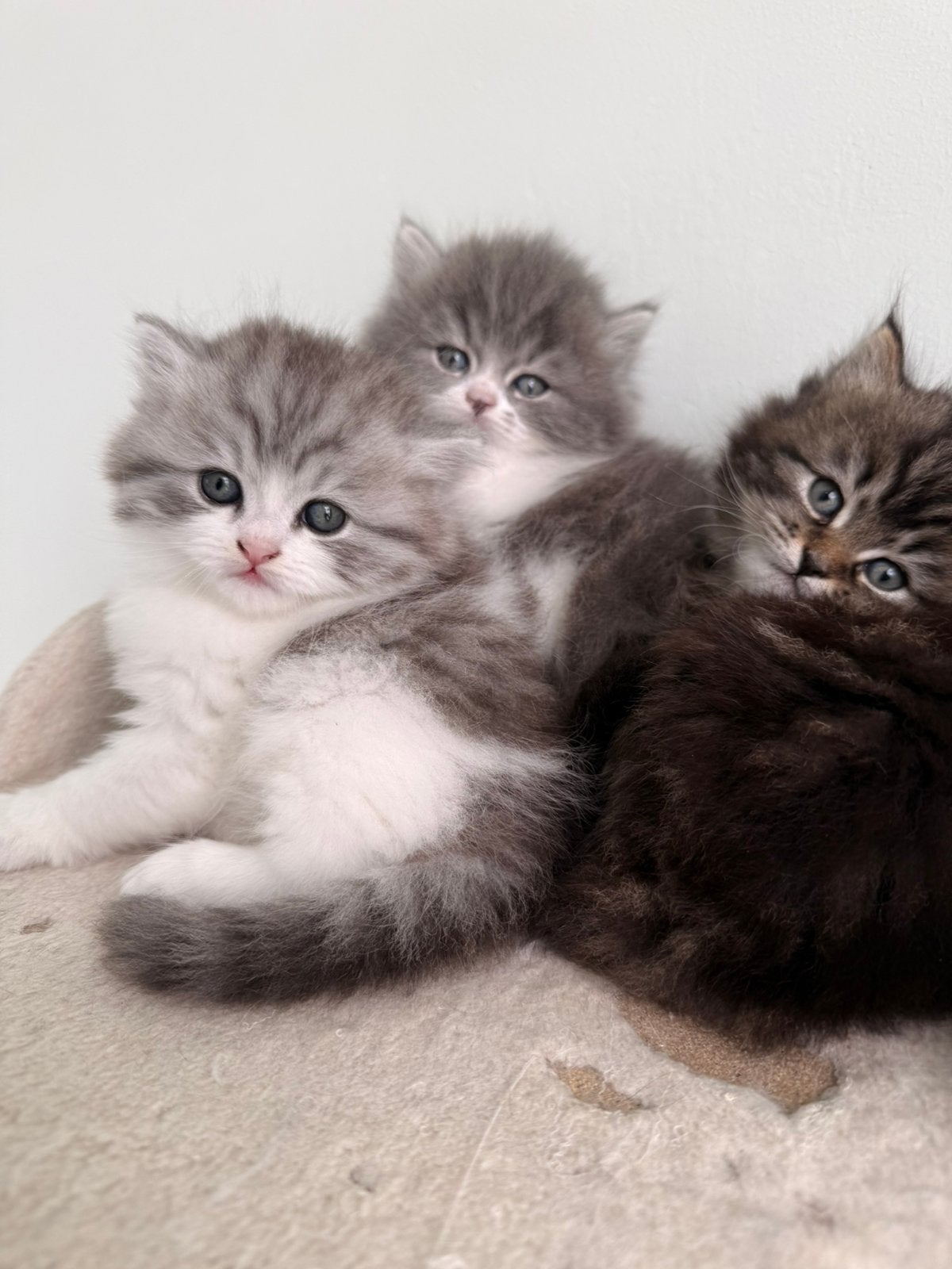 Prachtige langhaar kittens, Poes, 0 tot 2 jaar