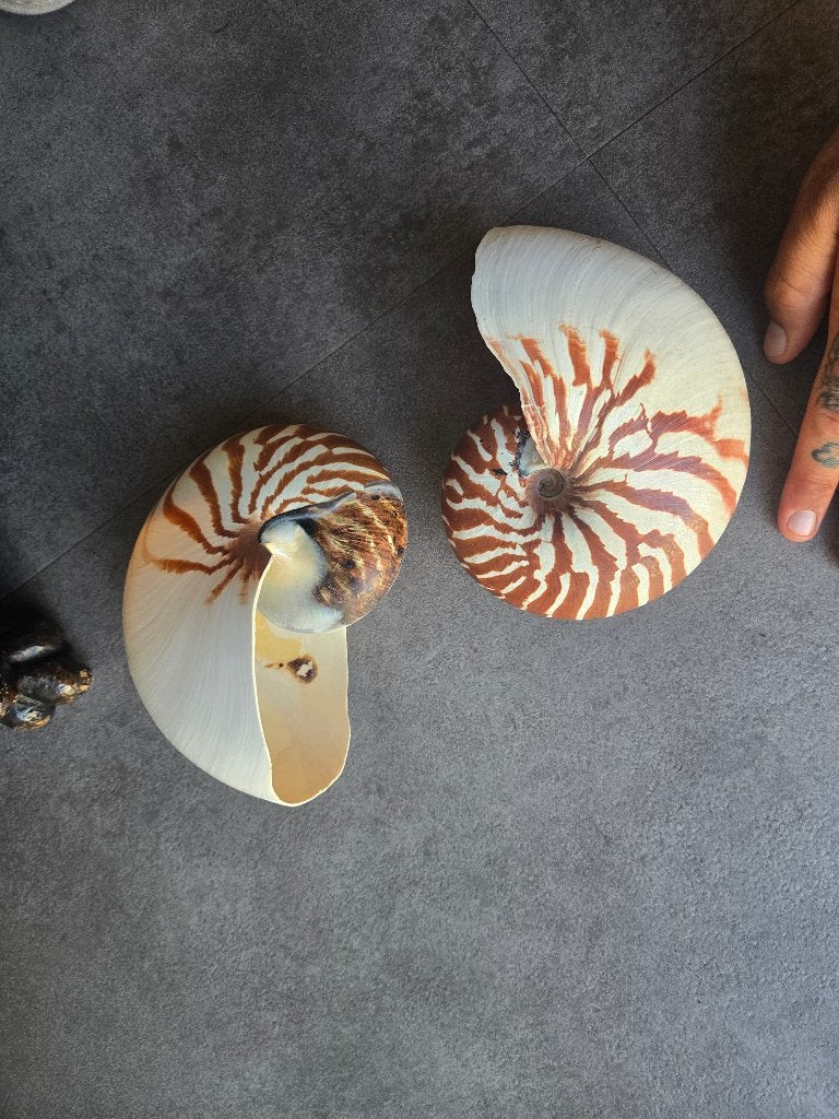Schelpen nautilus, Ophalen of Verzenden, Schelp(en)