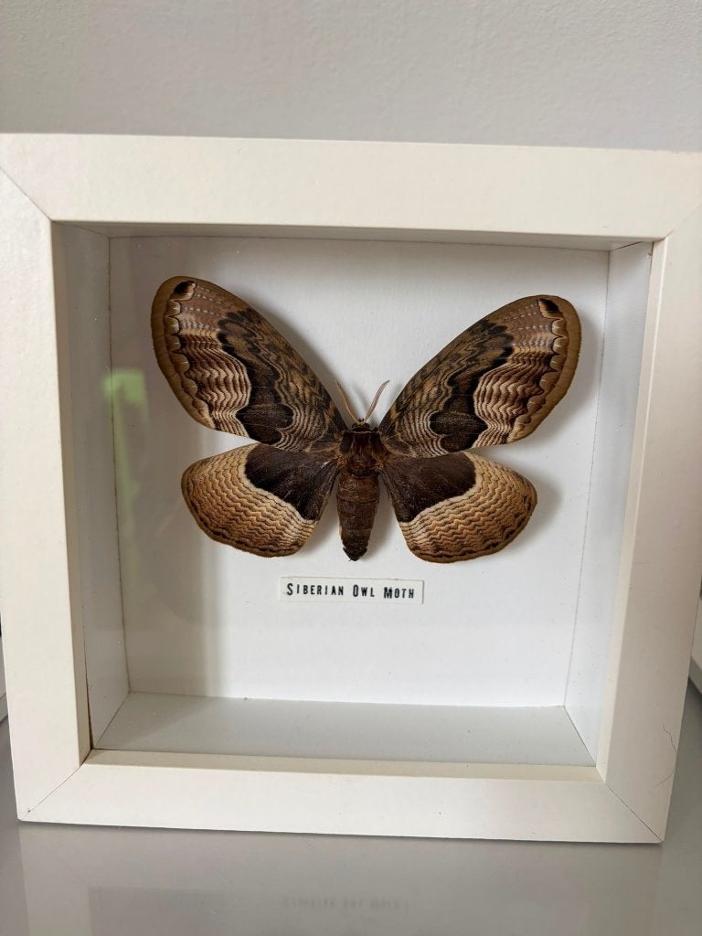 Opgezette mot Taxidermie, Ophalen of Verzenden, Zo goed als nieuw, Insect, Opgezet dier