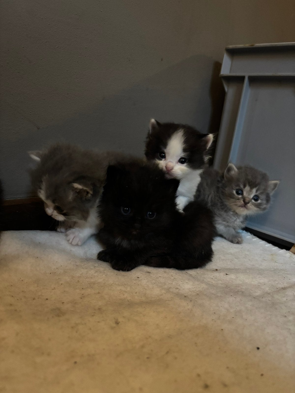 Ragdoll kittens te koop, Meerdere dieren, Langharig
