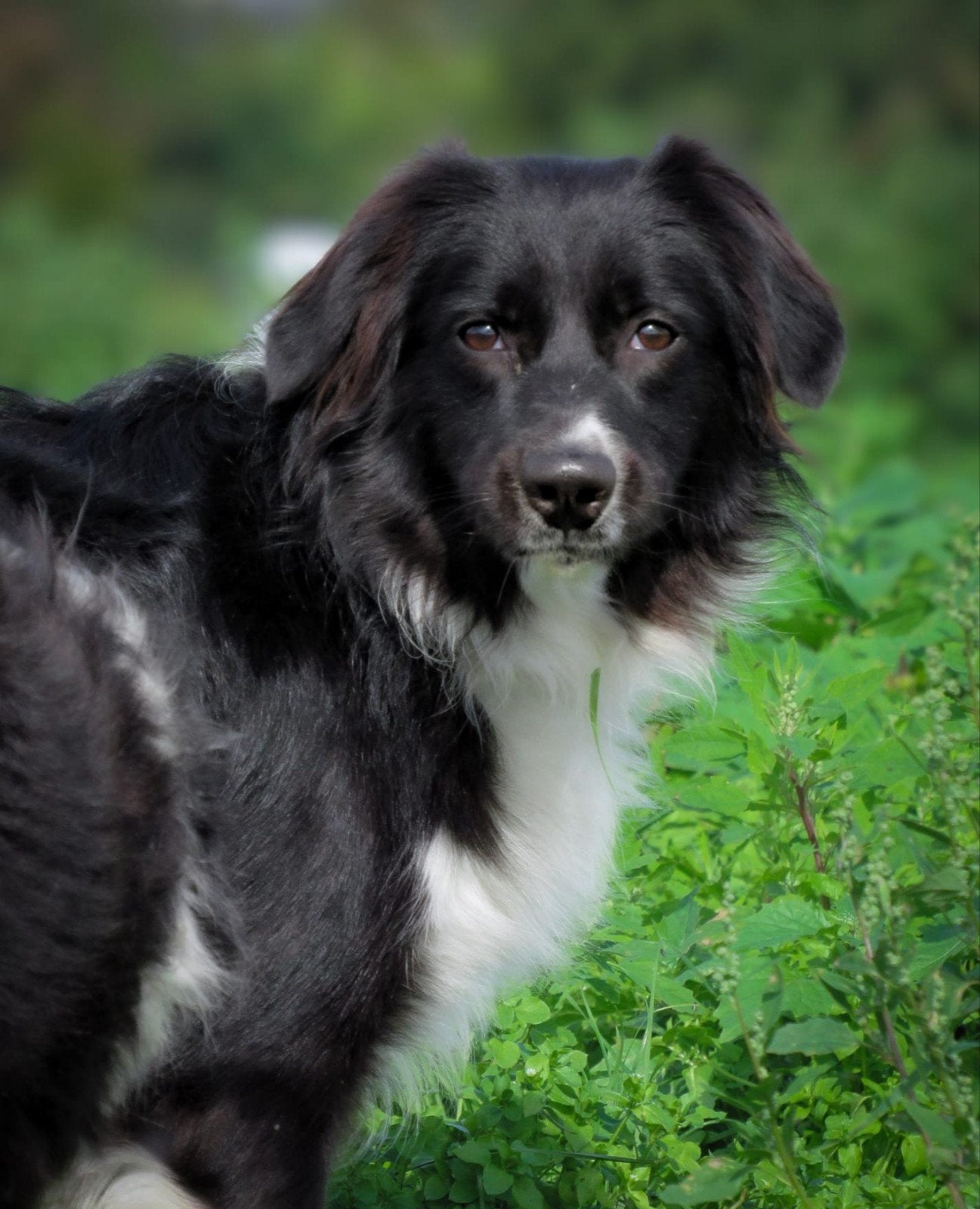 herplaatsing: Sky een border stabij x australische herder, 1 tot 2 jaar, Teef, CDV (hondenziekte), Eén hond