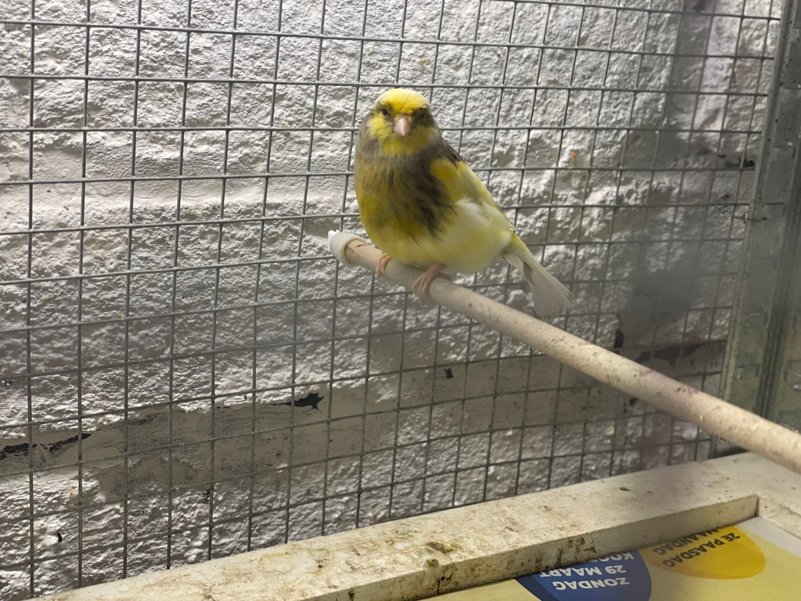 Kanarie man gluster.  Van 2025 prijs 25€, Dieren en Toebehoren, Vogels | Kanaries, Mannelijk, Kleurkanarie