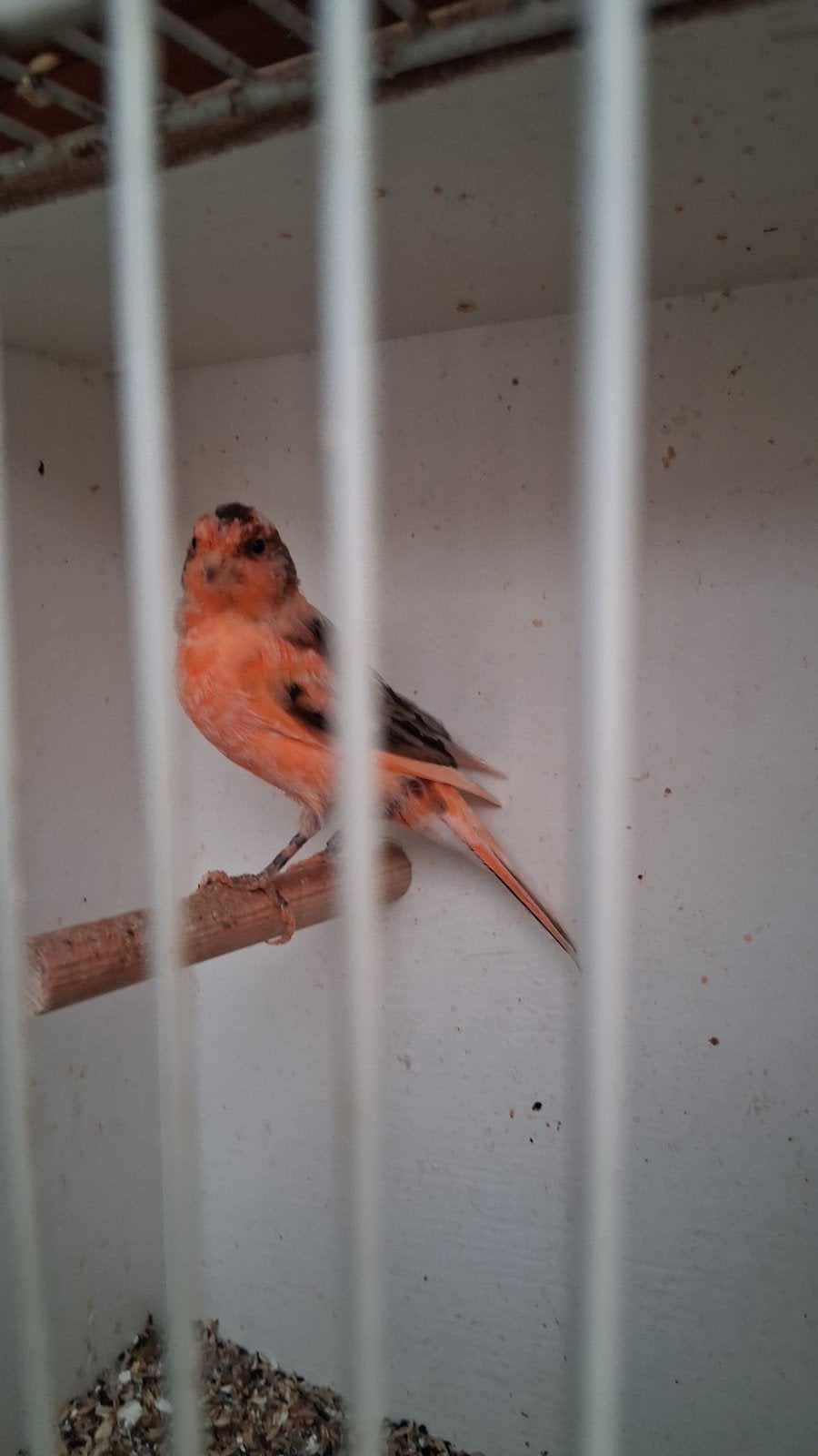 vogels, Dieren en Toebehoren, Mannelijk