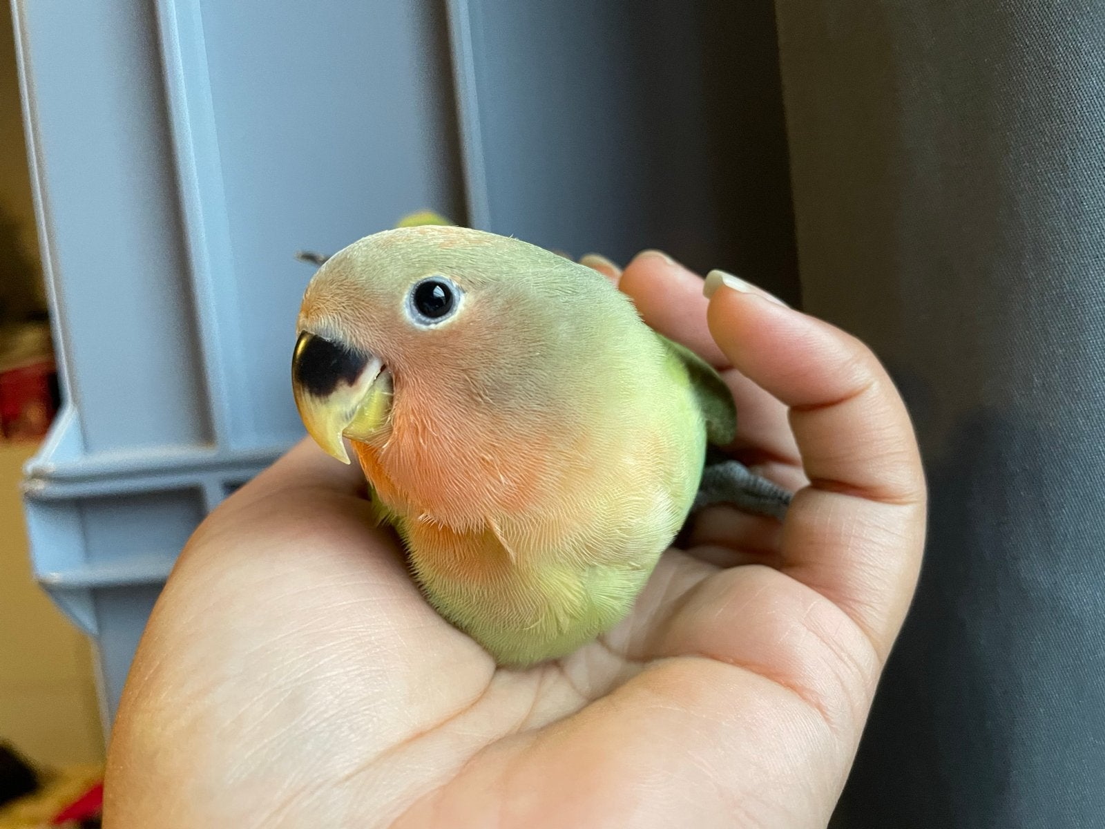Tamme agapornis dwergpapegaai lovebird jong!, Geslacht onbekend, Dwergpapegaai of Agapornis, Tam